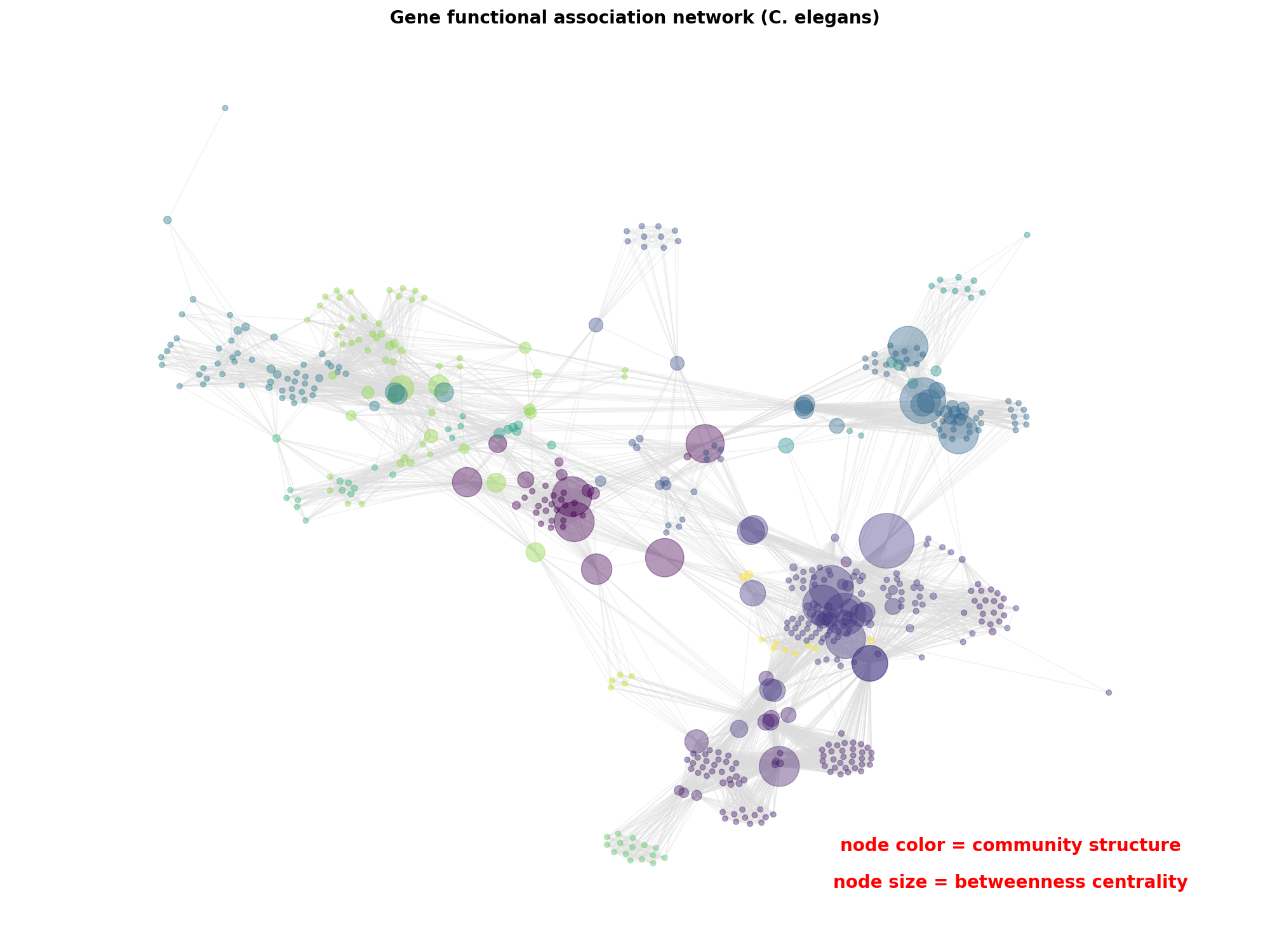 Gene functional association network (C. elegans)